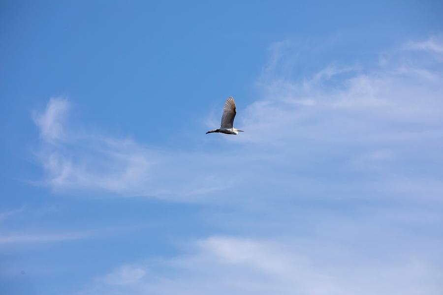 Heron in the Sky Latvia  Photograph by Aleksandrs Drozdovs