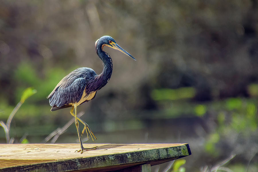 Heron In The Sun Photograph By Sandi Kroll - Fine Art America