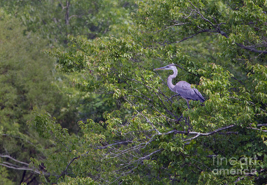 Heron In The Trees-Signed-#9720 Photograph by J L Woody Wooden