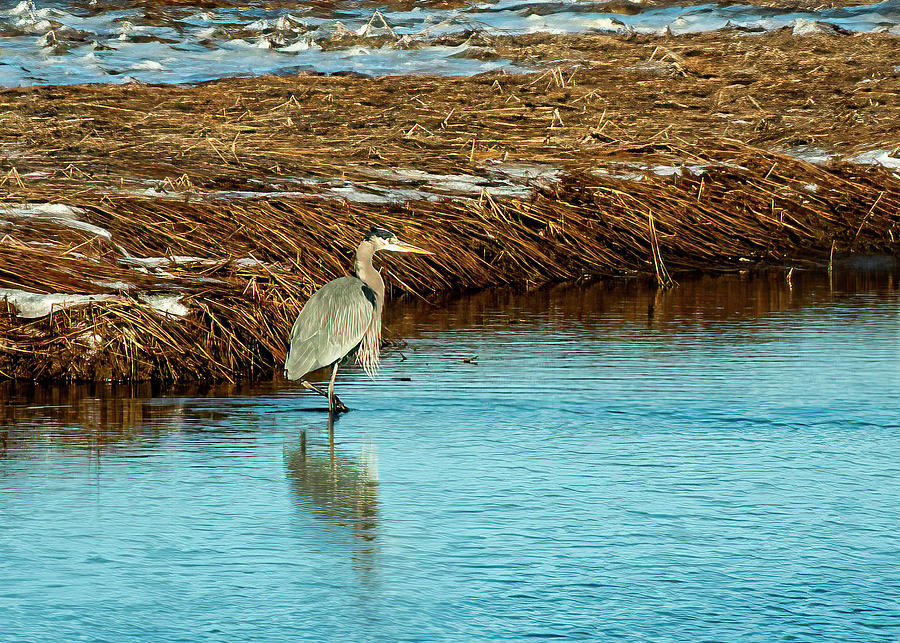 Heron In Wetlands Photograph by Cathy Kovarik