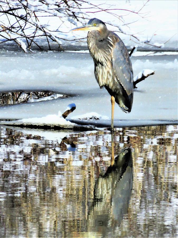 Heron in Winter  Photograph by Lori Frisch