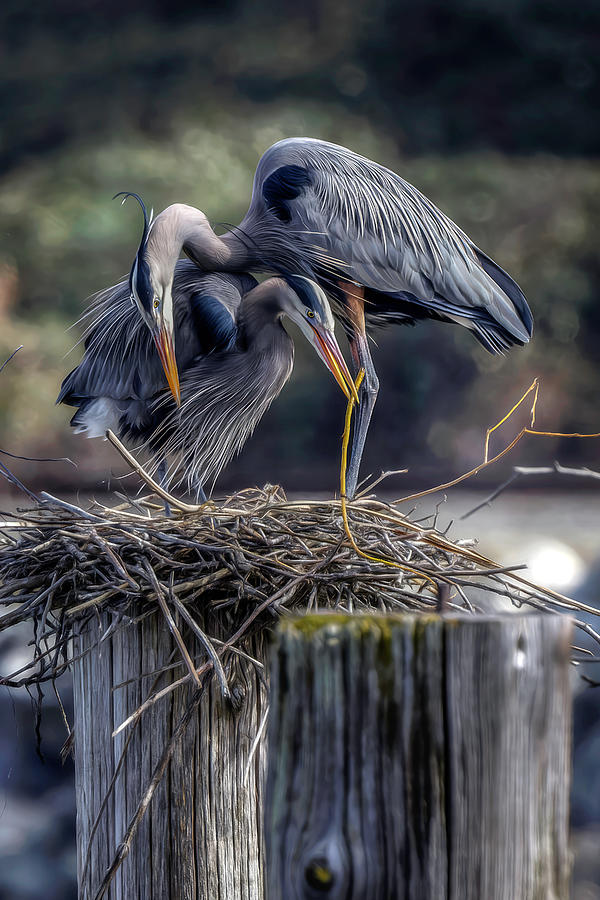 Heron Intimacy Photograph by Wes and Dotty Weber