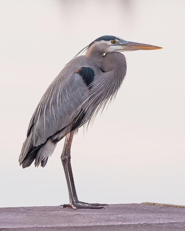 Heron Photograph by James Barber