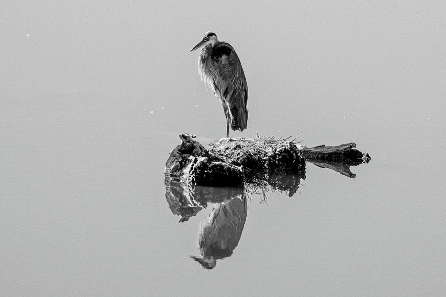 Wildlife Photograph - Heron  by John Stewart