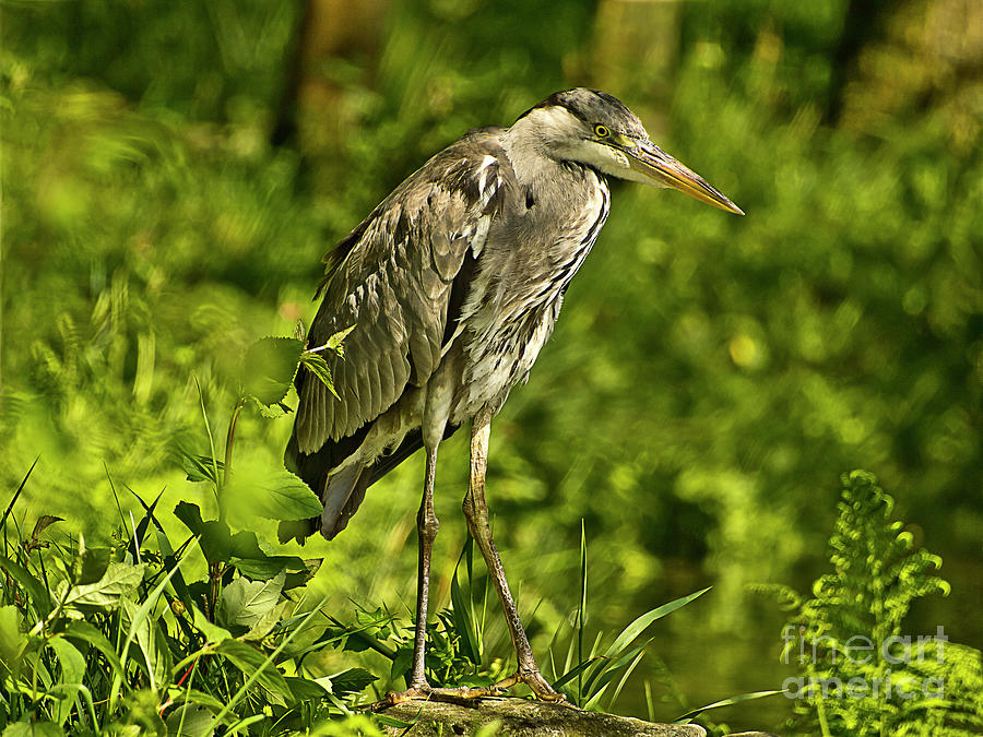 HERON LAKE DISTRICT proud healthy beautiful animal at the lake in a search for food  Photograph by Tatiana Bogracheva