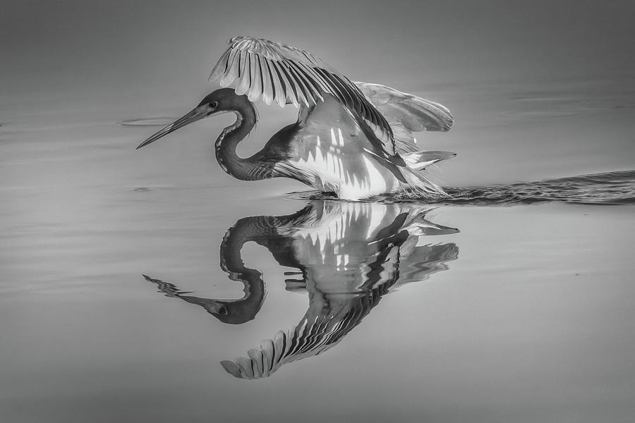 Heron Landing Photograph by Dorothy Cunningham