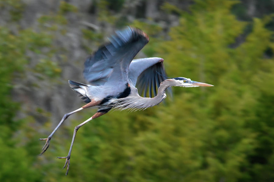 Heron Leaping Off Photograph by Jerry Griffin