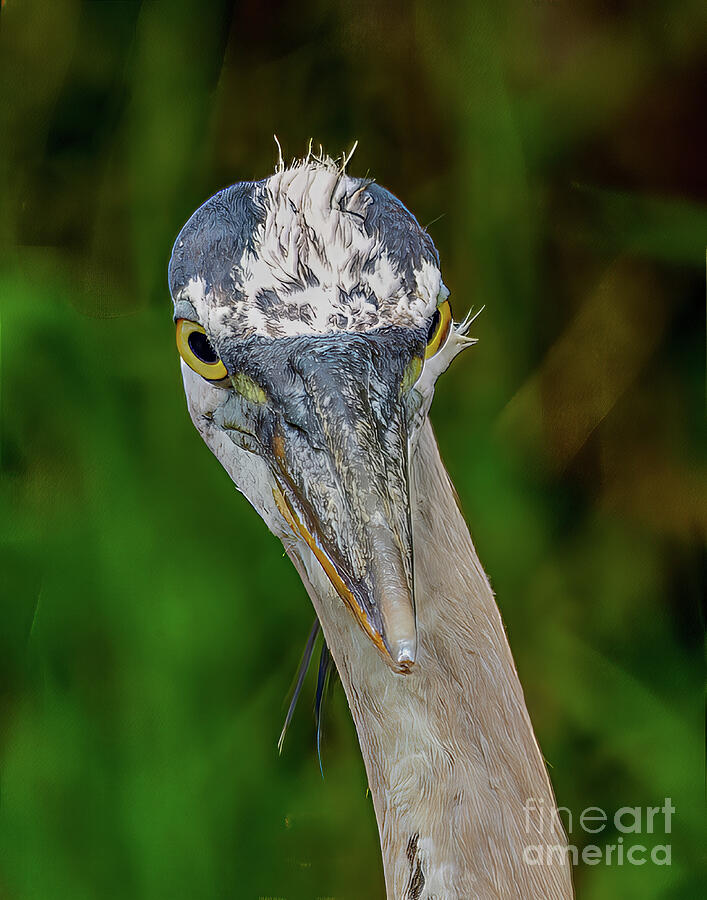 Heron Looking at You Photograph by Nick Zelinsky Jr Heron Looking at You Photograph by Nick Zelinsky Jr