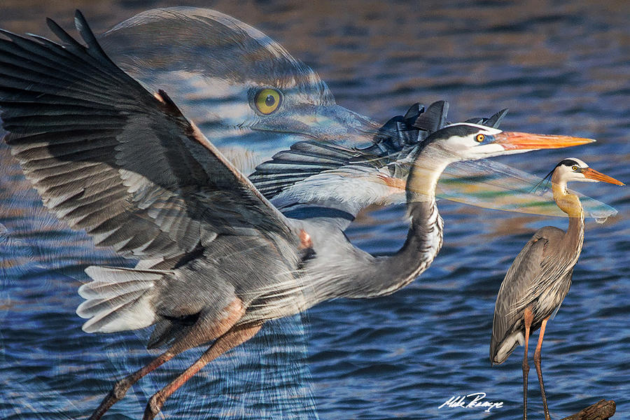 Heron Digital Art by Mike Peconge Heron Digital Art by Mike Peconge
