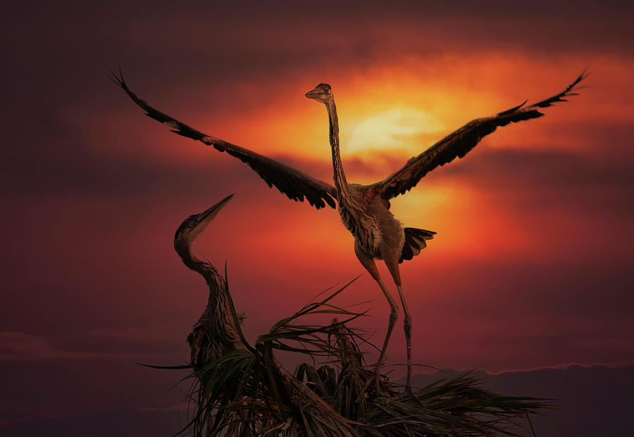 Heron Nest Photograph by Wade Aiken