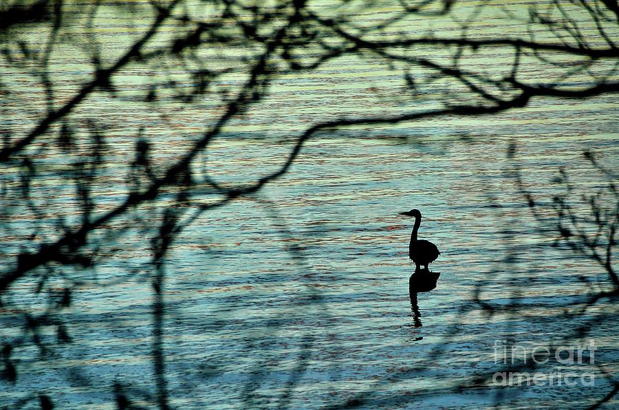 Heron - Netarts Bay - Netarts Oregon Photograph by Jack Andreasen ...