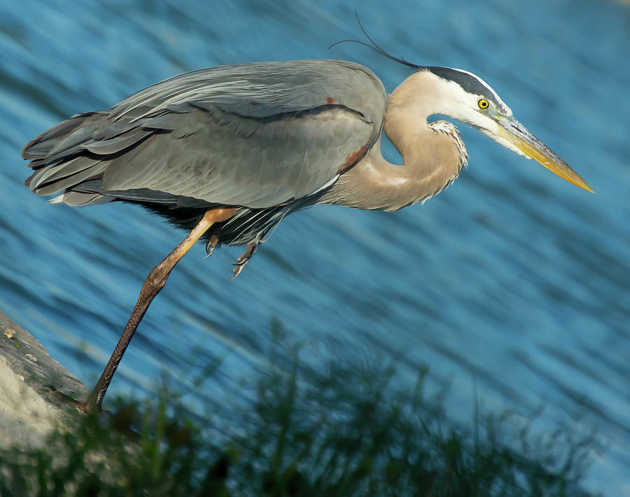 Heron Next to Water. Photograph by Trever Barker - Fine Art America