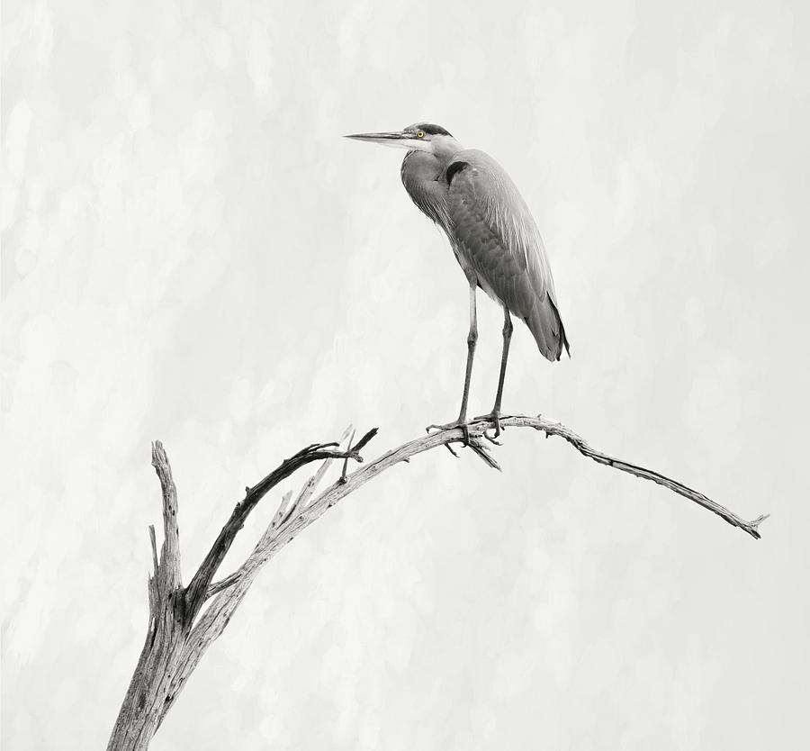 Heron on a Branch II Photograph by Joan Carroll