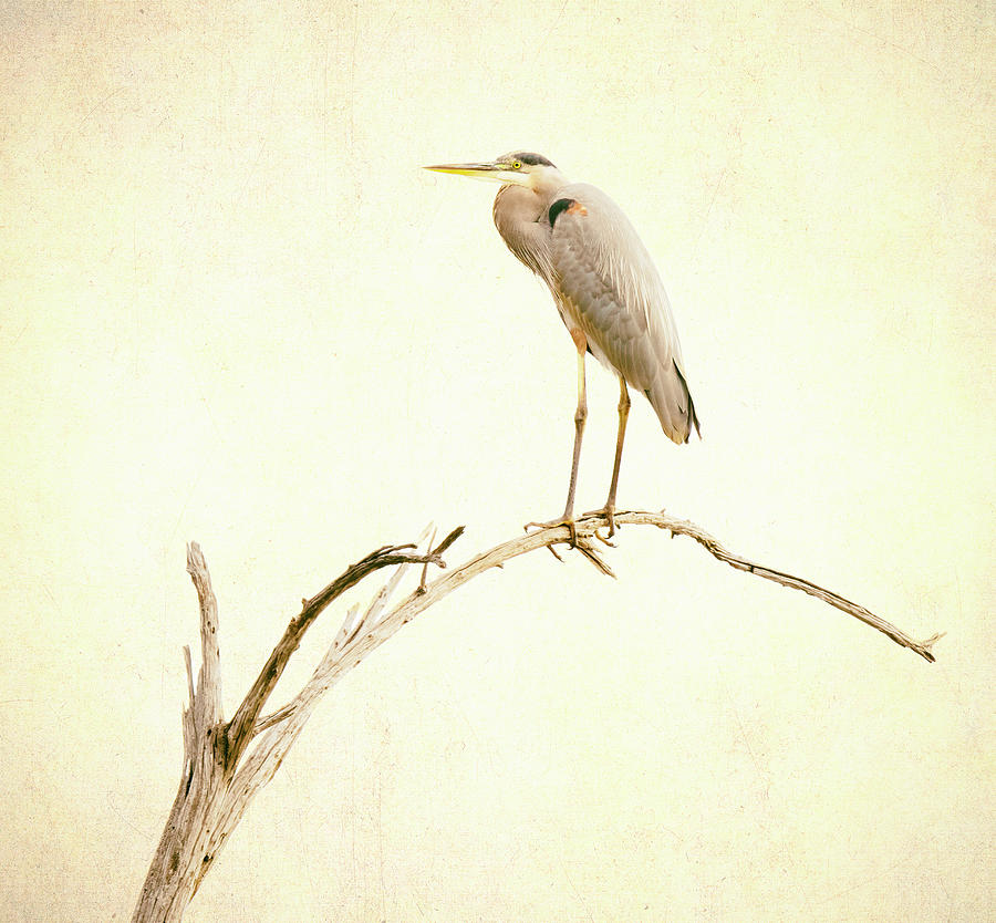 Heron on a Branch Photograph by Joan Carroll