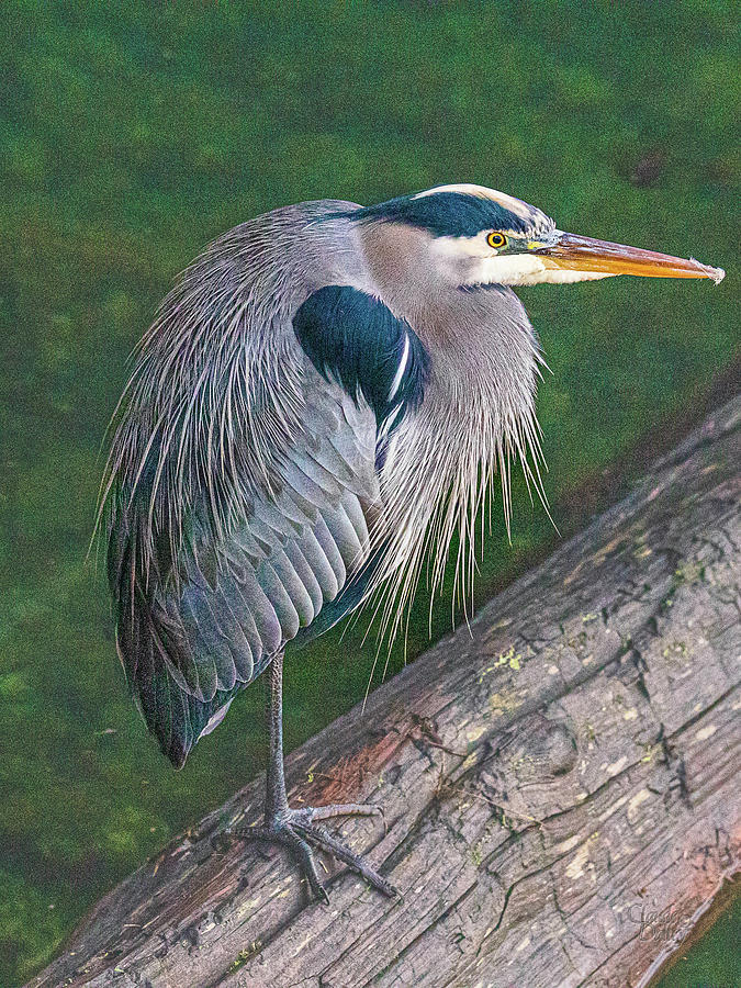 Heron On A Log Photograph by Claude Dalley