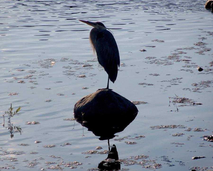 Heron on a rock Photograph by Stephanie Moore