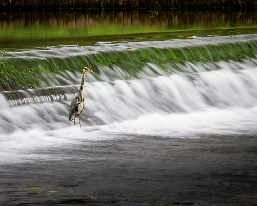 Heron on Doneraile Wier Photograph by Mark Callanan
