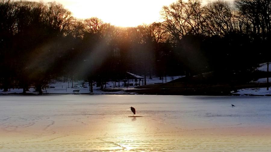 Heron on Ice Photograph by Ally White