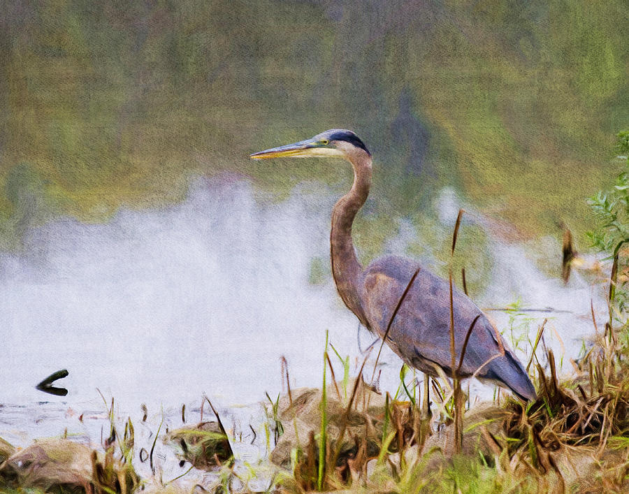 Heron on Milwaukee River Digital Art by Stacey Carlson