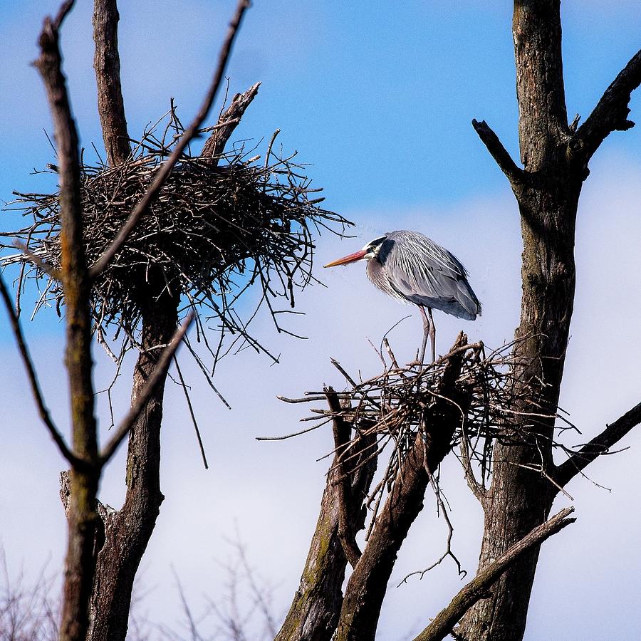 Heron on Nest, johnson, Creek, WI Photograph by Steven Ralser