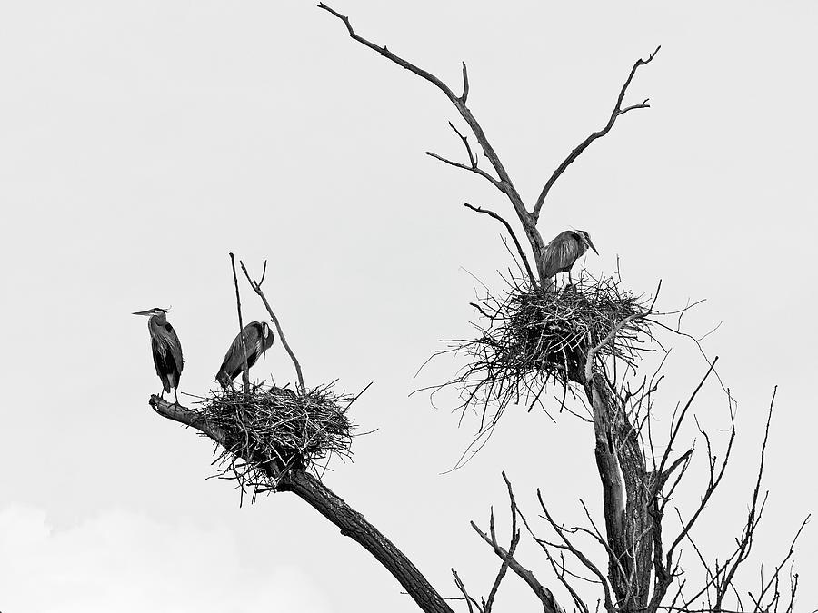 Heron on Nests 10 - UW Arboretum, Madison, WI Photograph by Steven Ralser