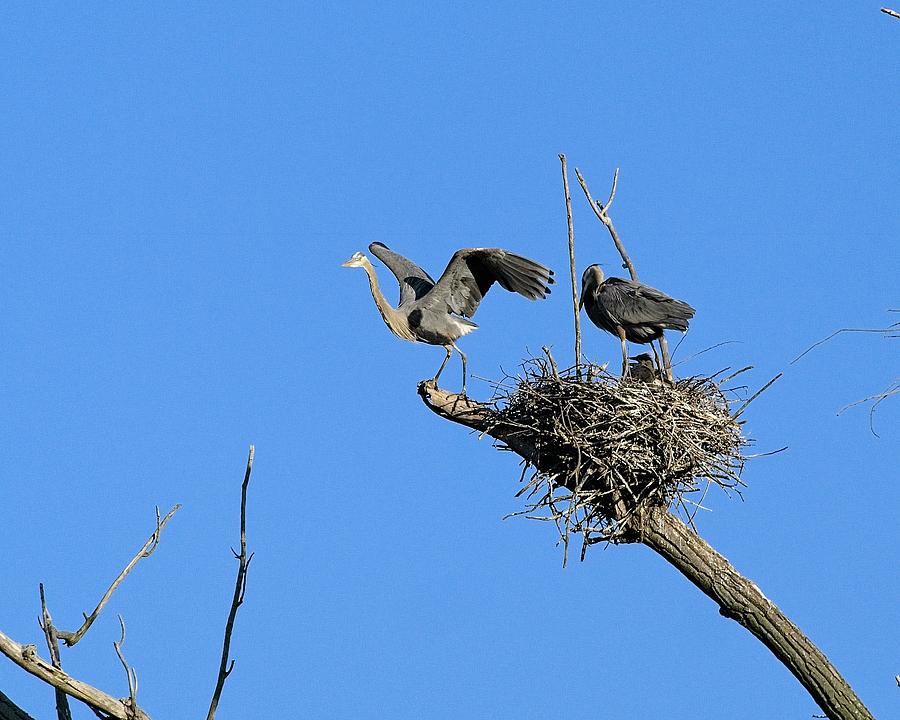 Heron on Nests 8 - UW Arboretum, Madison, WI Photograph by Steven Ralser