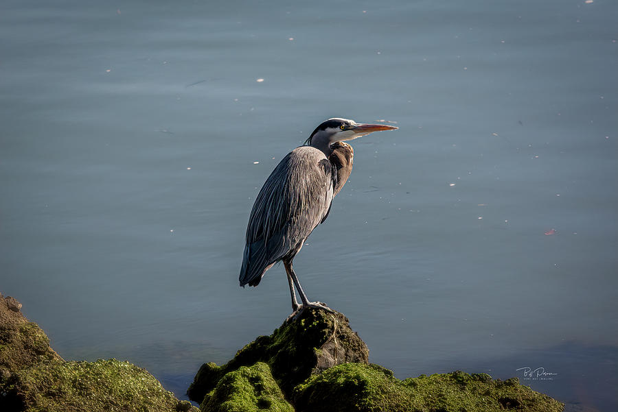 Heron on Rock Photograph by Bill Posner