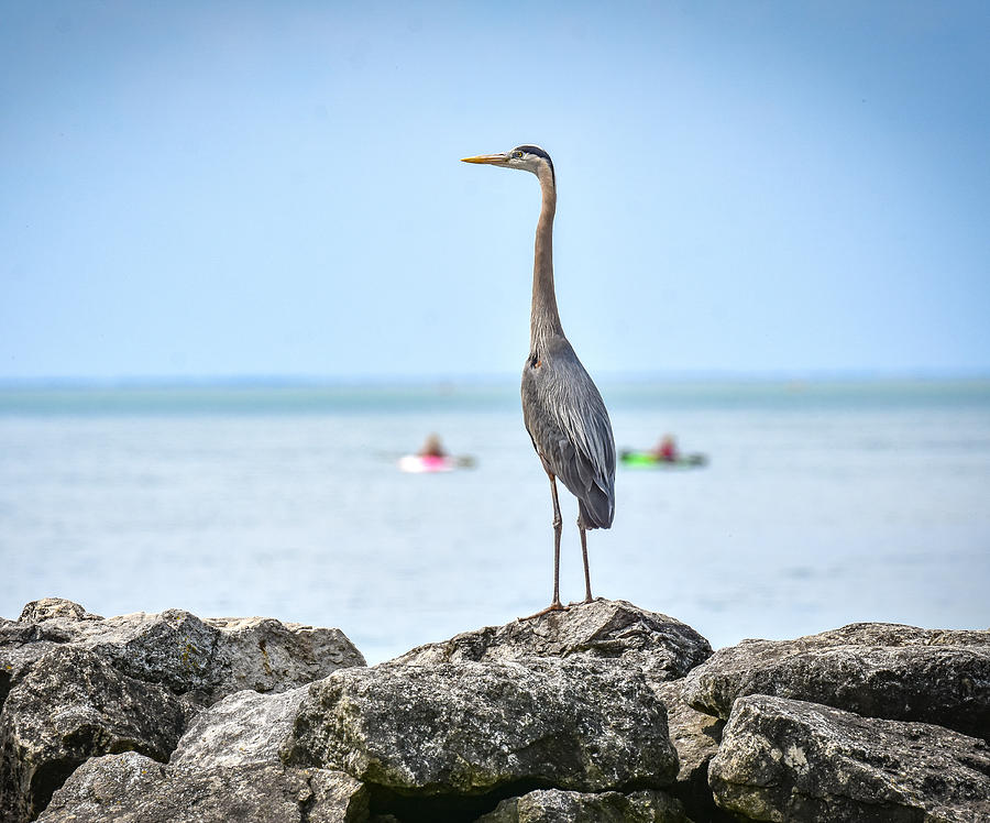 Heron on Shore Photograph by Michelle Wittensoldner