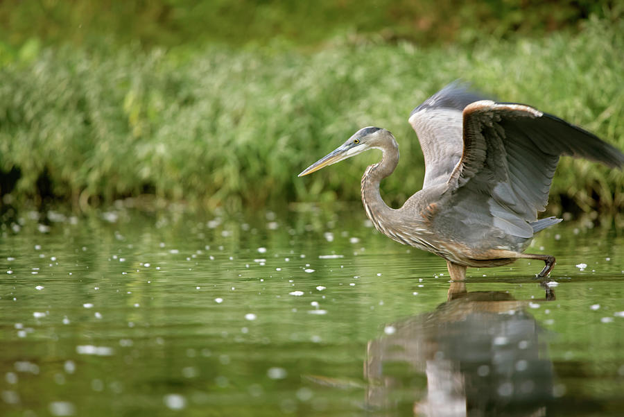 Heron on the Current River Photograph by Robert Charity