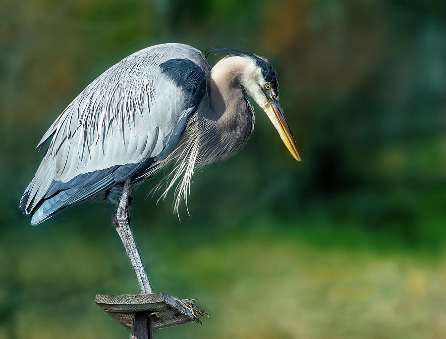 Heron on the Hunt Photograph by Lowell Monke
