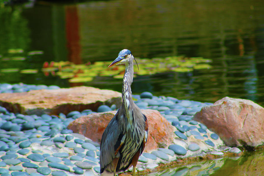 Heron on the Prowl Photograph by Marcus Jones