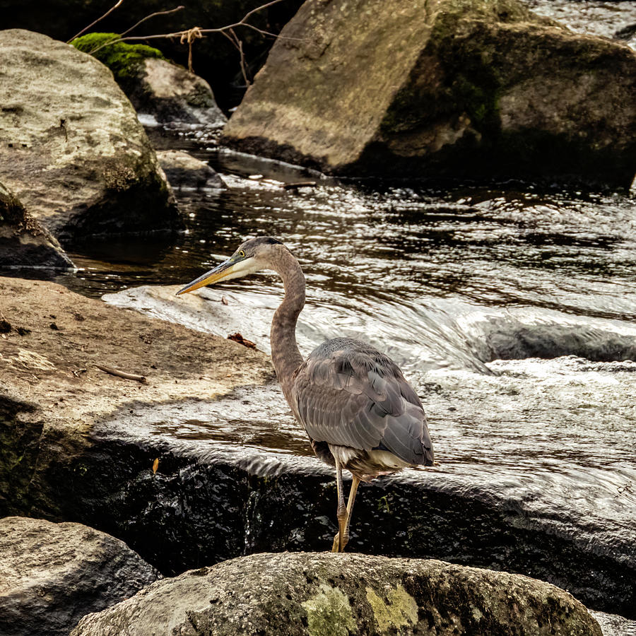 Heron On The Rocks Photograph by Cathy Kovarik