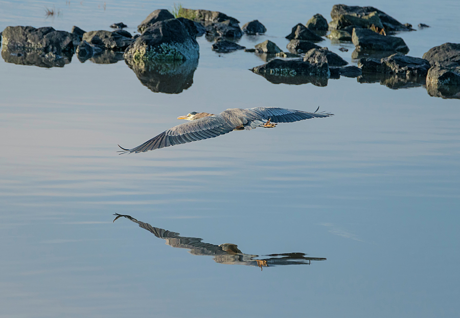 Heron Over the Rocks Photograph by Loree Johnson
