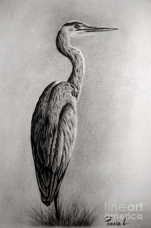 Heron Drawing by Paula Ludovino