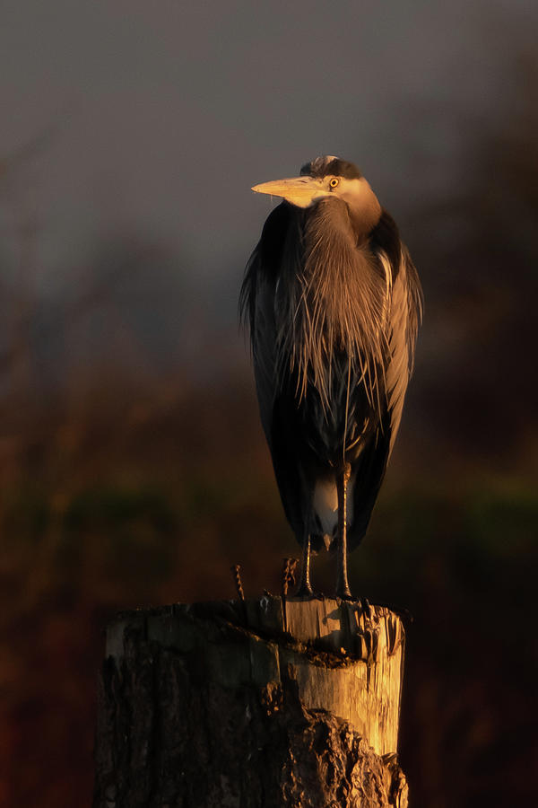 Heron Perched Photograph