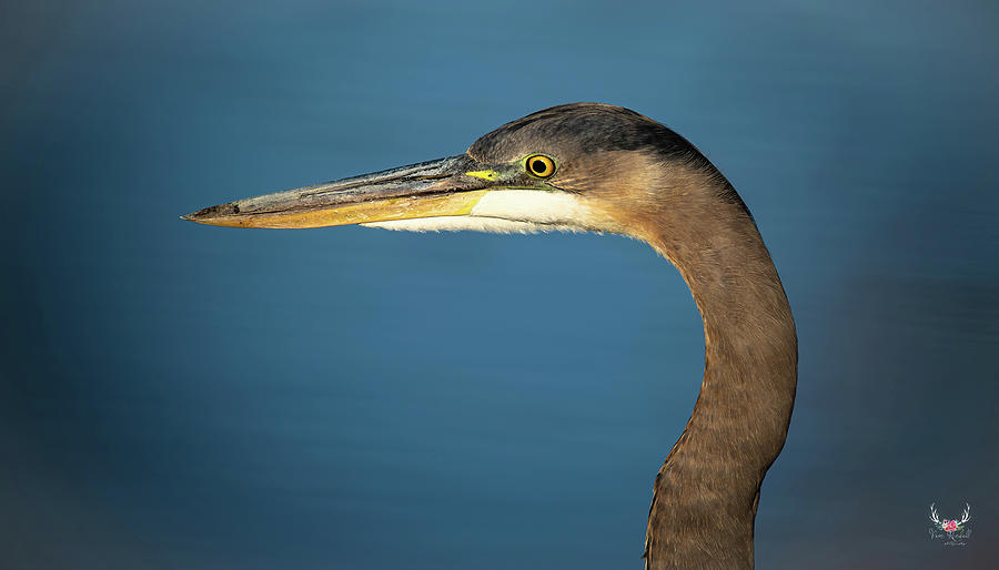 Heron Portrait Photograph by Pam Rendall