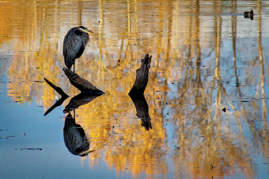 Heron Reflected Photograph by Phyllis McDaniel