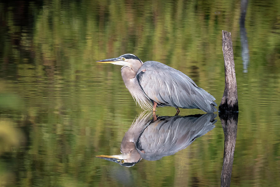 Heron Reflection Photograph by James Barber