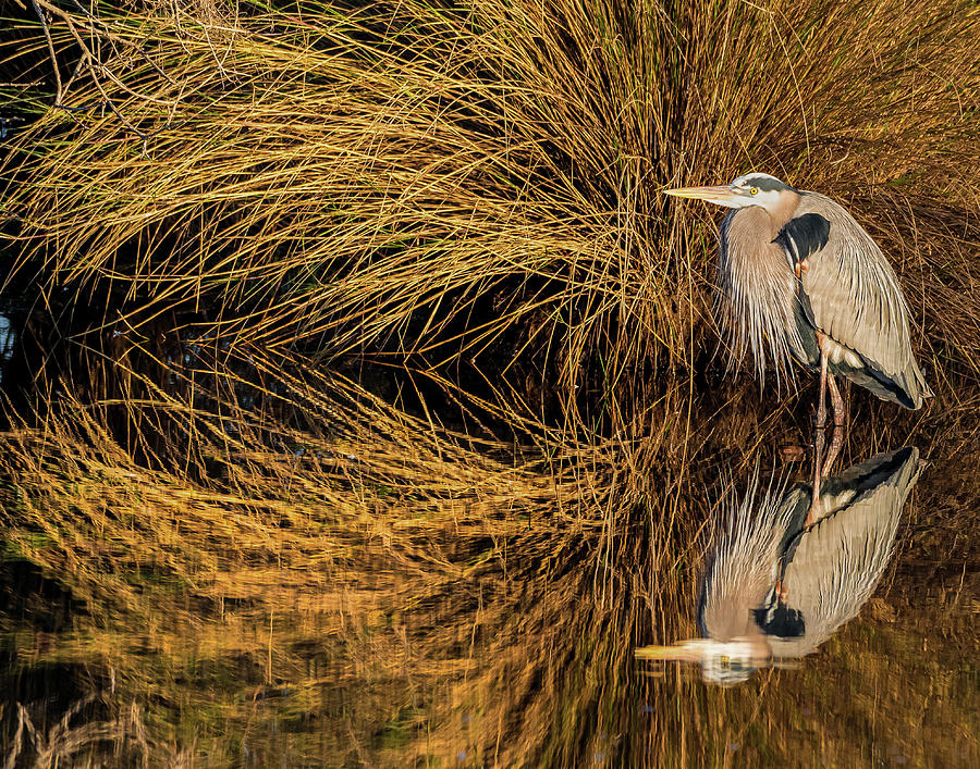 Heron Reflection Photograph by Jim Miller