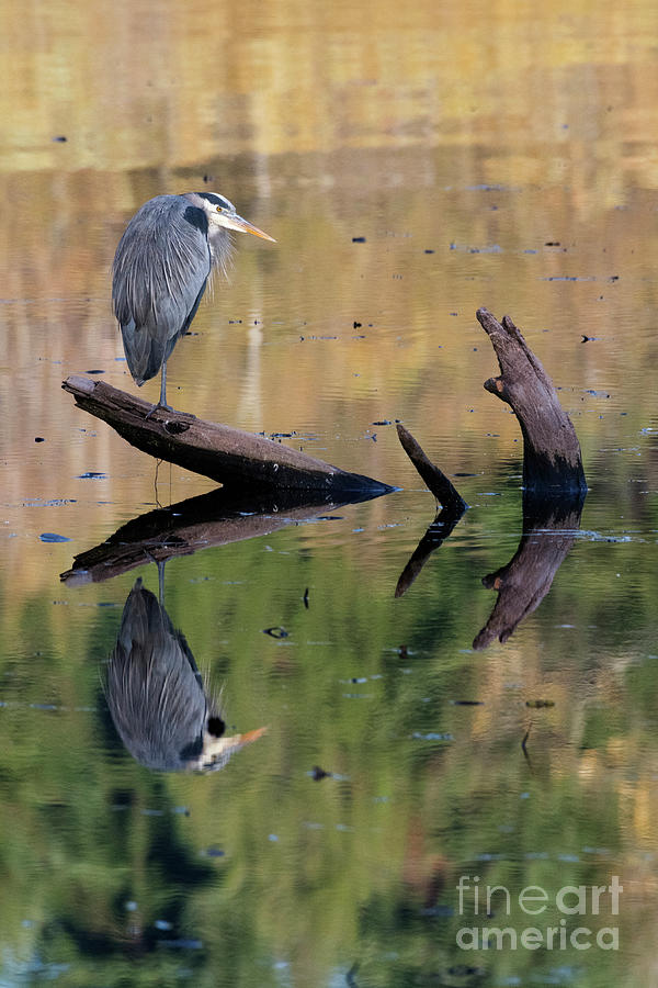 Heron Reflection Photograph by Kristine Anderson