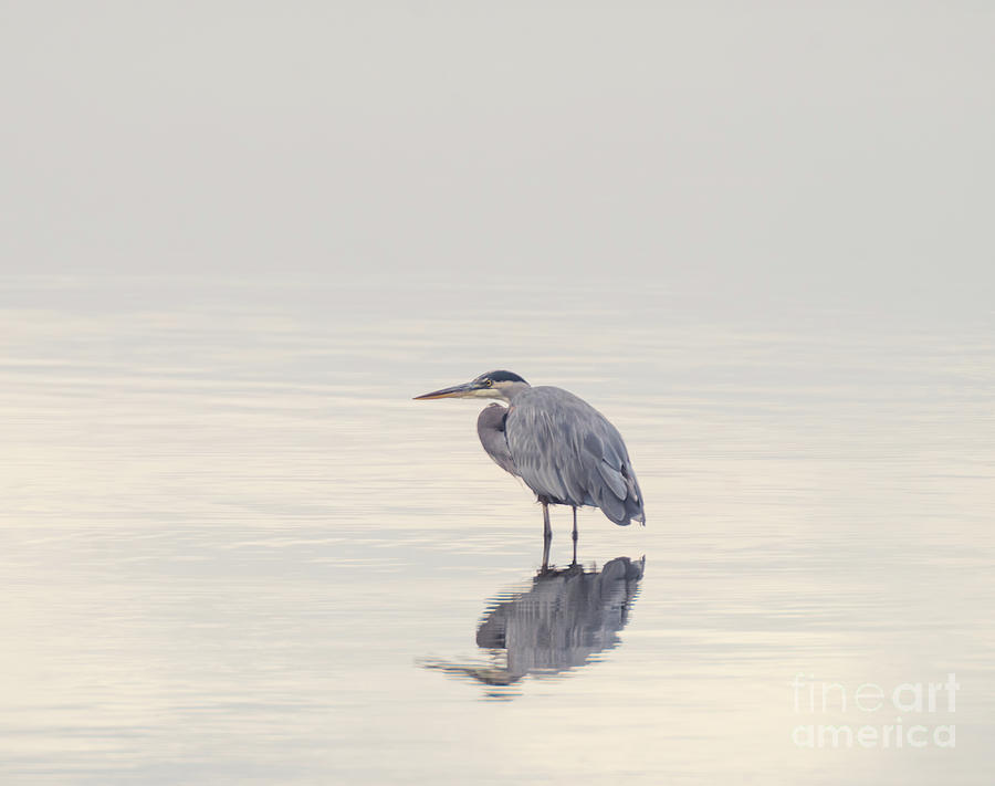 Wildlife Photograph - Heron series A, no. 1 by Marilyn Wilson