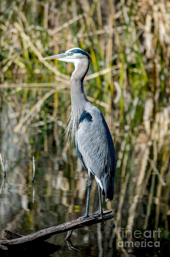 Heron Sighting Photograph by Marie Dudek Brown - Fine Art America