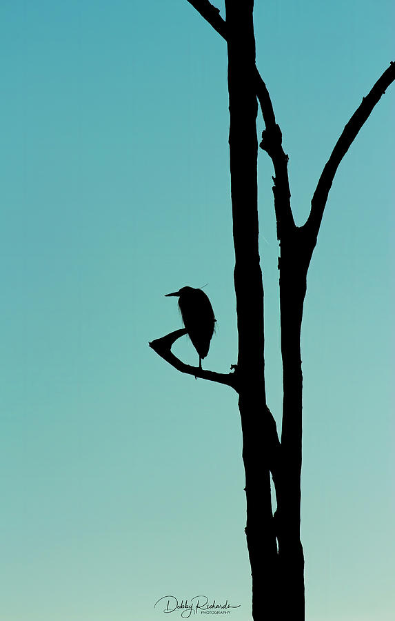Heron Silhouette  Photograph by Debby Richards