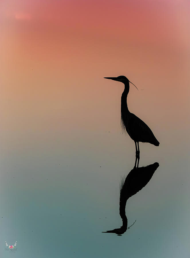 Heron Silhouette Photograph by Pam Rendall