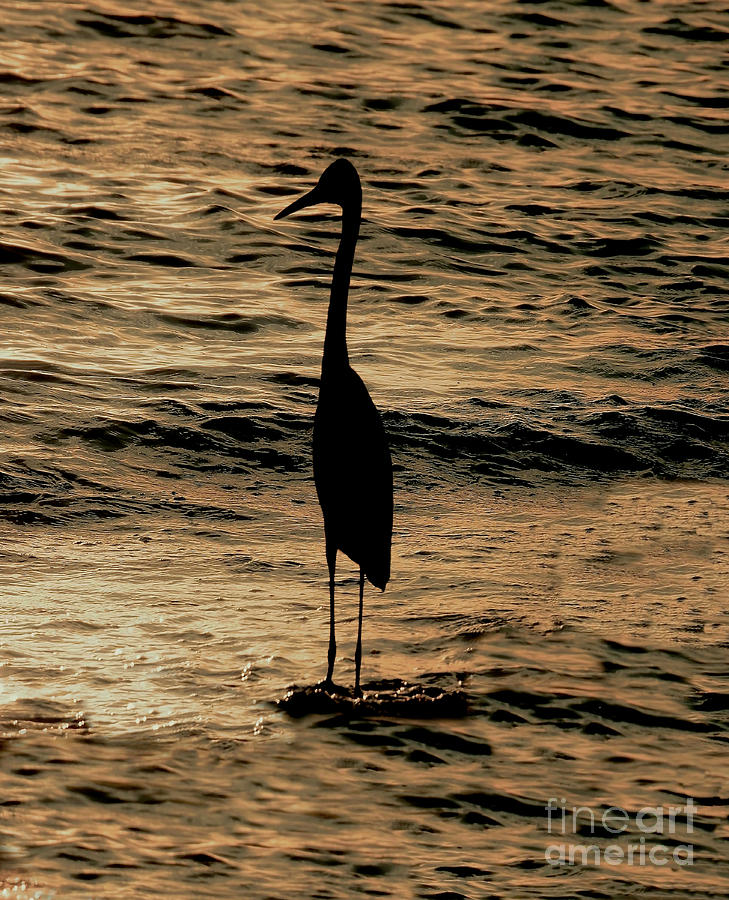 Heron Silhouette - Vertical Photograph by Beth Myer Photography