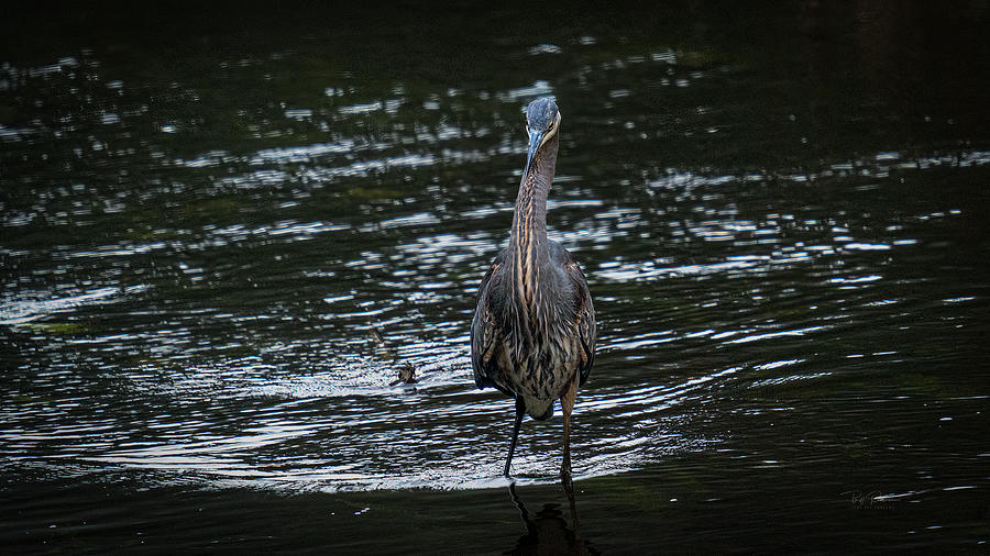 Heron Stalking Two Photograph by Bill Posner