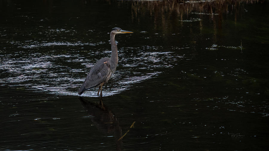 Heron Stalking One Photograph by Bill Posner