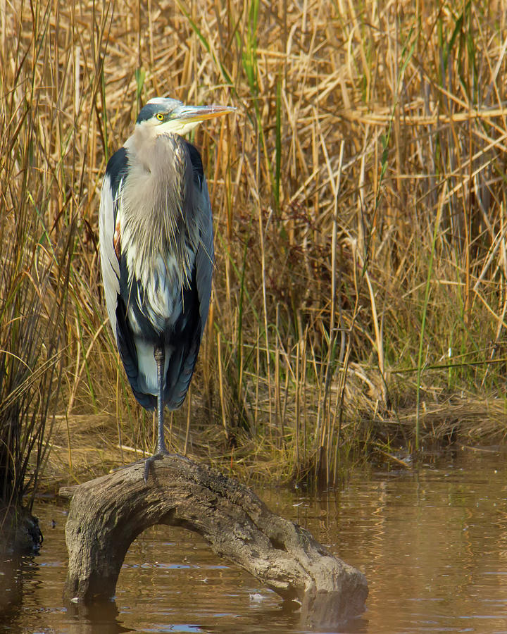 Heron standing on log in water Photograph by Charles Floyd