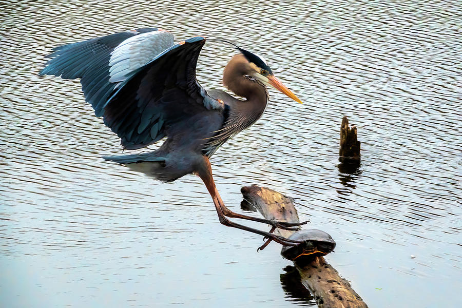 Heron Sticks the Landing Photograph by Larey McDaniel
