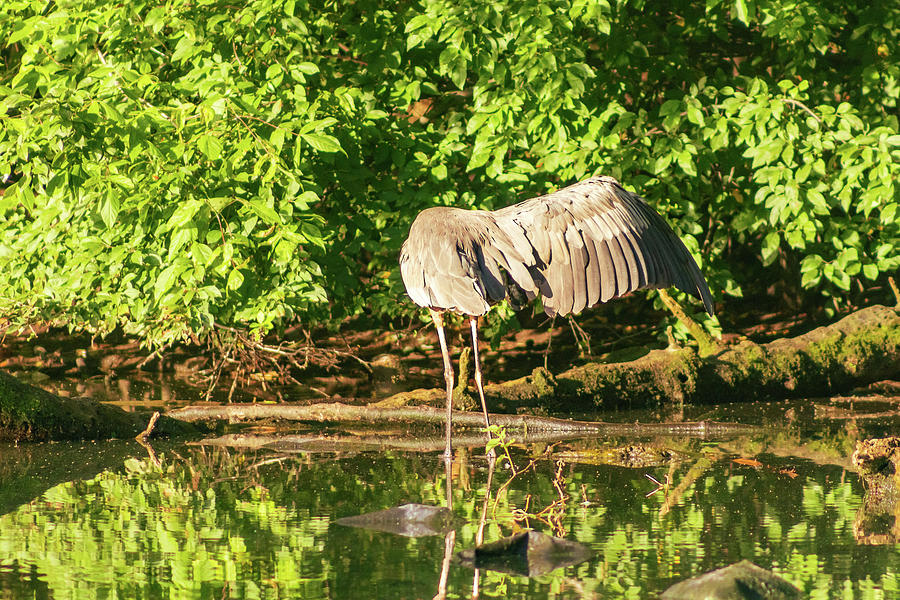 Heron Stretching Its Great Wing Photograph by Auden Johnson